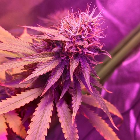 OGBkush growlog timeline photo