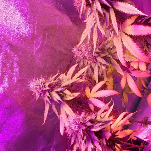 OGBkush growlog timeline photo
