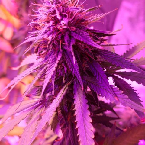 OGBkush growlog timeline photo