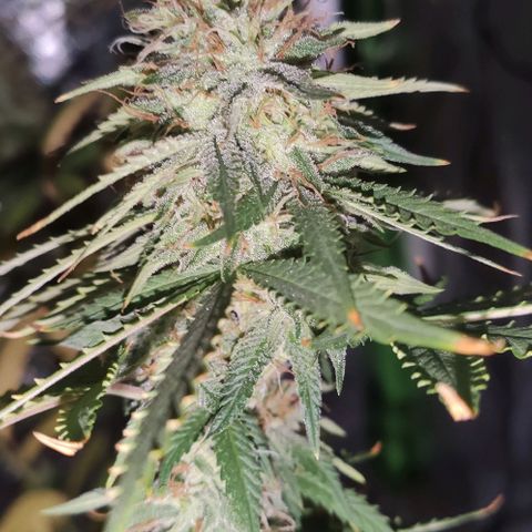 OGBkush growlog timeline photo