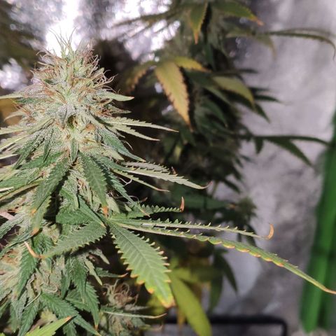 OGBkush growlog timeline photo
