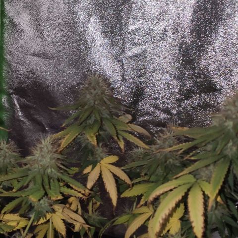 OGBkush growlog timeline photo