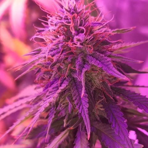OGBkush growlog timeline photo