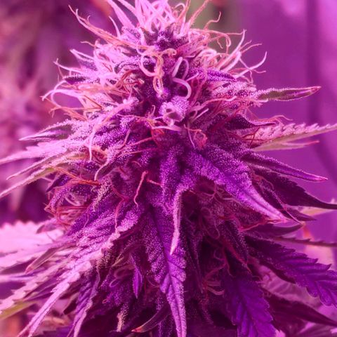 OGBkush growlog timeline photo
