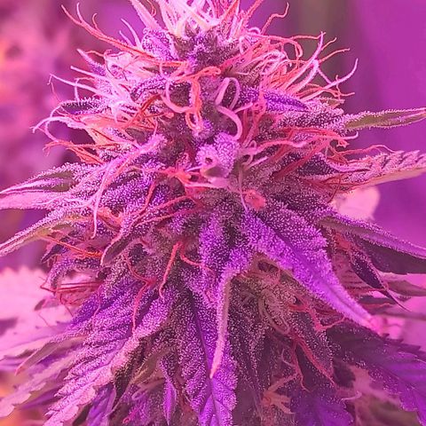 OGBkush growlog timeline photo