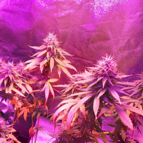 OGBkush growlog timeline photo