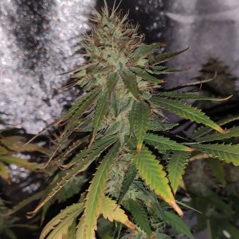 OGBkush growlog timeline photo