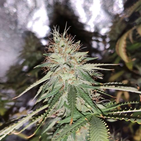 OGBkush growlog timeline photo
