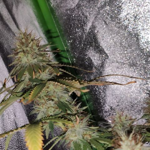 OGBkush growlog timeline photo