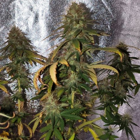 OGBkush growlog timeline photo