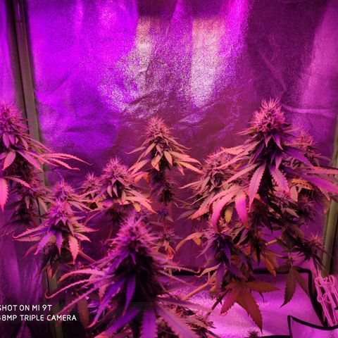 OGBkush growlog timeline photo