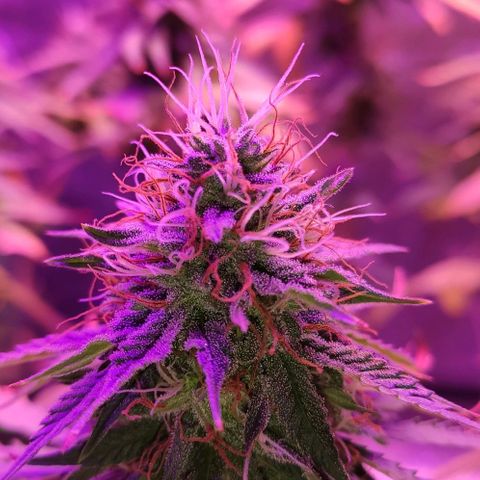 OGBkush growlog timeline photo