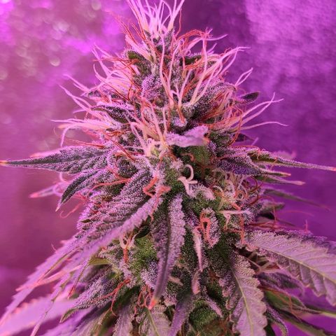 OGBkush growlog timeline photo