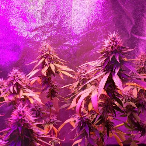 OGBkush growlog timeline photo