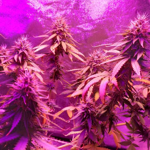 OGBkush growlog timeline photo