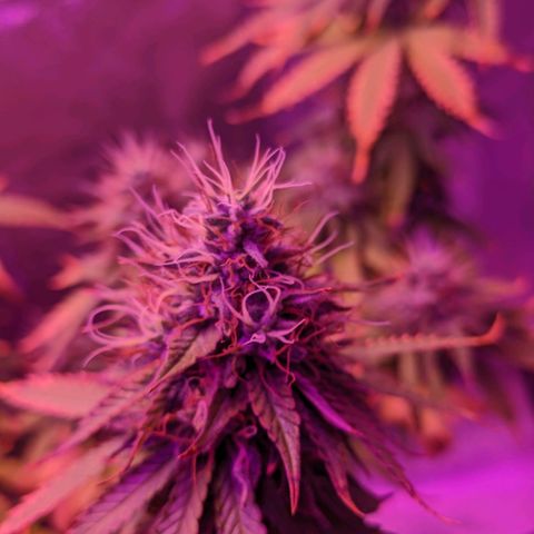 OGBkush growlog timeline photo