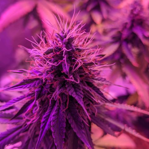 OGBkush growlog timeline photo