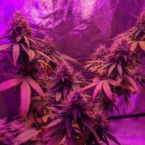 OGBkush growlog timeline photo