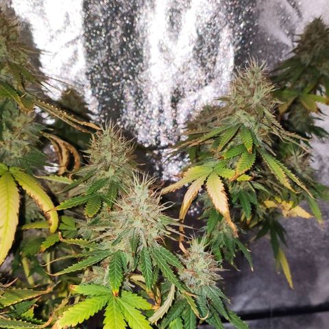OGBkush growlog timeline photo