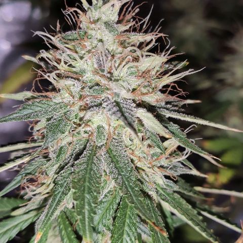 OGBkush growlog timeline photo