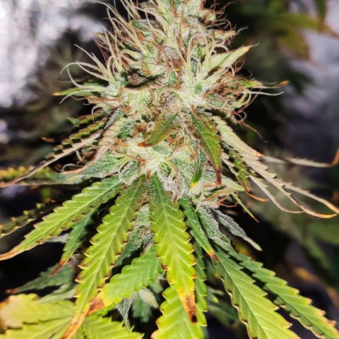 OGBkush growlog timeline photo