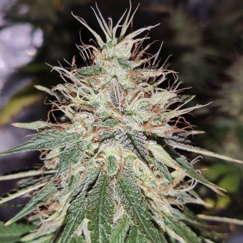 OGBkush growlog timeline photo
