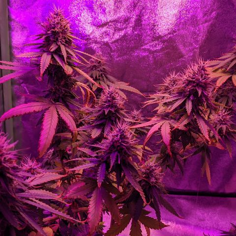 OGBkush growlog timeline photo