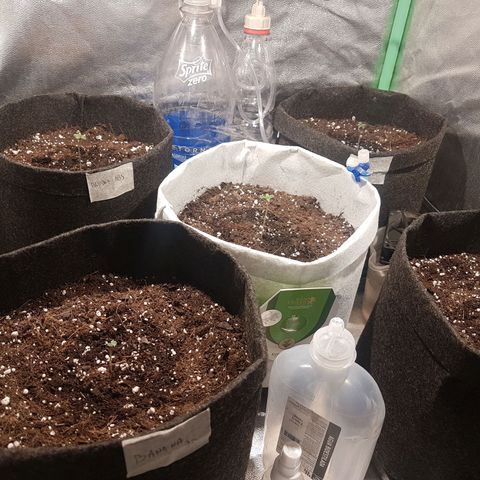Easy Bud growlog timeline photo