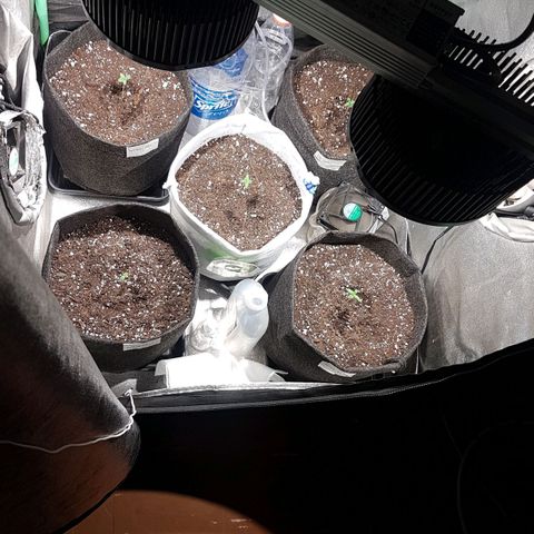 Easy Bud growlog photo: Log