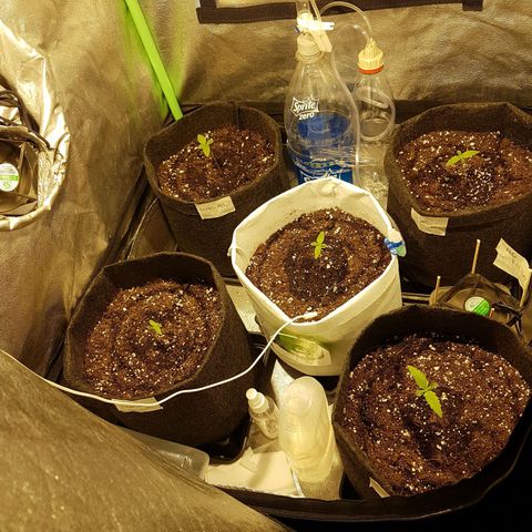 Easy Bud growlog photo: 60ml agua bidestilada a todas