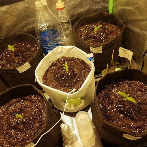 Easy Bud growlog photo: 60ml agua bidestilada a todas