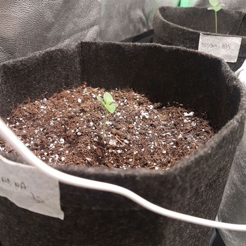Easy Bud growlog photo: Registro indoor
