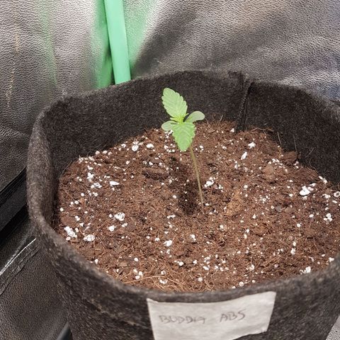 Easy Bud growlog photo: Registro indoor