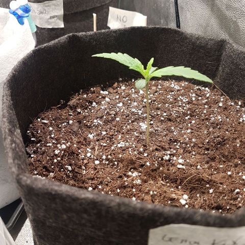 Easy Bud growlog photo: Registro indoor