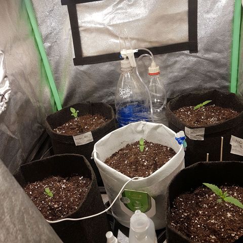Easy Bud growlog photo: Registro indoor