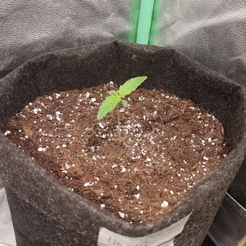 Easy Bud growlog photo: Registro indoor