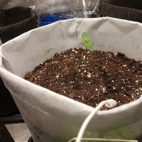 Easy Bud growlog photo: Registro indoor
