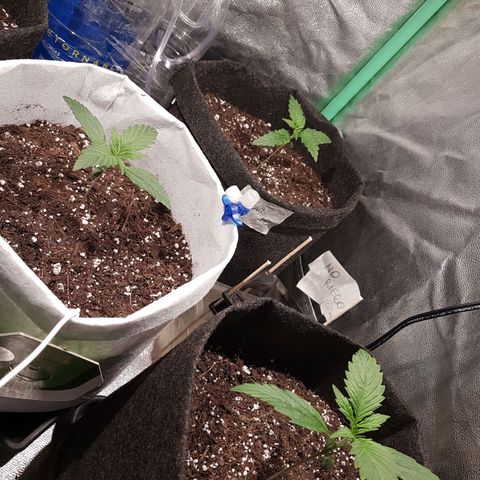 Easy Bud growlog photo: Registro