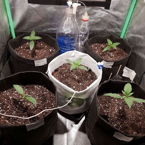 Easy Bud growlog photo: Registro