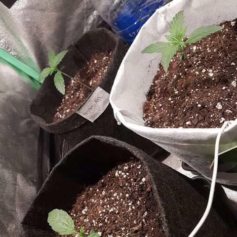 Easy Bud growlog photo: Registro