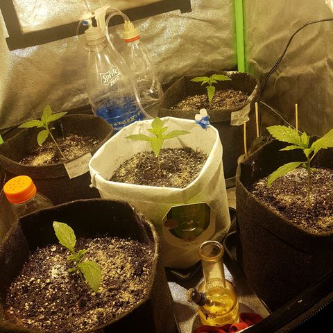Easy Bud growlog photo: Comida a todas 

1ml top auto
1ml raizer ( unica dosis)
0.1 calmag