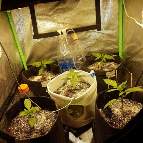 Easy Bud growlog photo: Registro