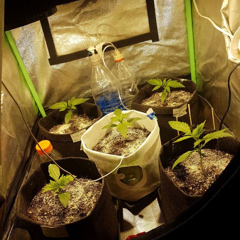 Easy Bud growlog photo: Registro