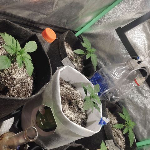 Easy Bud growlog photo: Registro