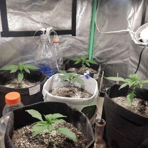 Easy Bud growlog photo: Registro