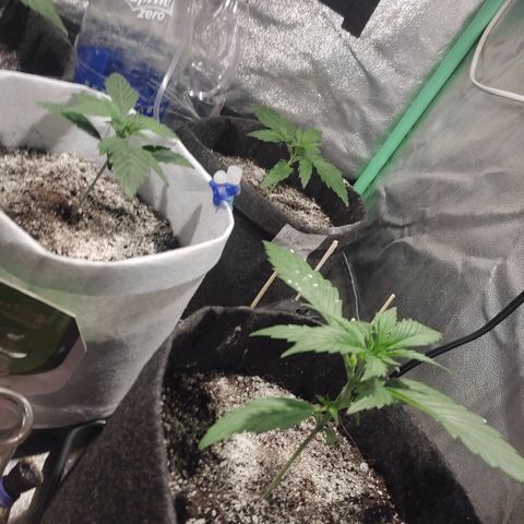 Easy Bud growlog photo: Registro