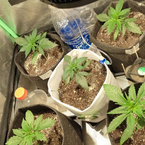 Easy Bud growlog photo: Registro