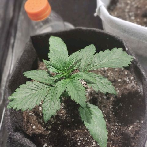 Easy Bud growlog photo: Registro