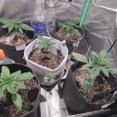 Easy Bud growlog photo: Registro