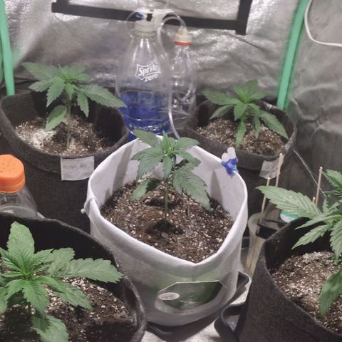 Easy Bud growlog photo: Registro